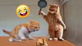 Video Kucing Lucu Banget Bikin Ngakak #77 | Kucing dan Anjing | Kucing Lucu Imut