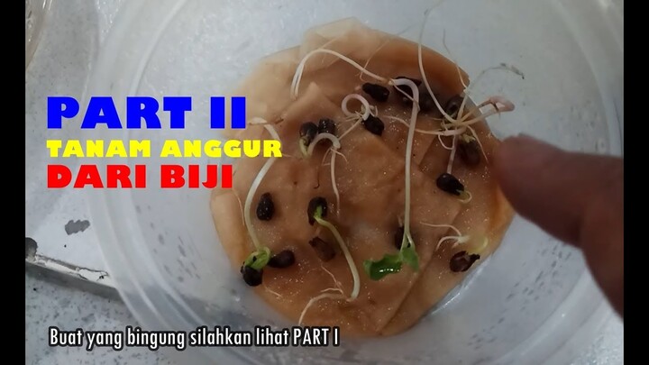 TANAM ANGGUR DARI BIJI PART II (TONTON SAMAPAI AKHIR)