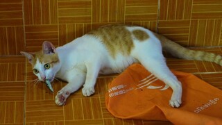 Cat catched a lizard to play and enjoy