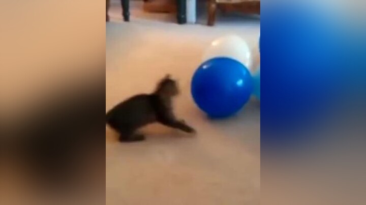 Cat pops balloon... or does it?