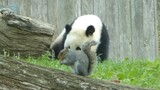 Panda|Panda dan Tupai