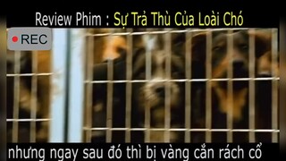 Review phim: Sự trả thù của loài chó