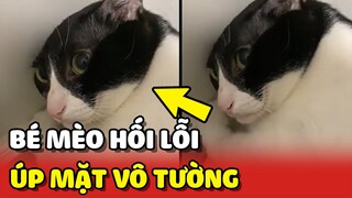 Bé mèo tự giác ÚP MẶT VÀO TƯỜNG hối lỗi vì LỠ CẮN SEN 😂 | Yêu Lu