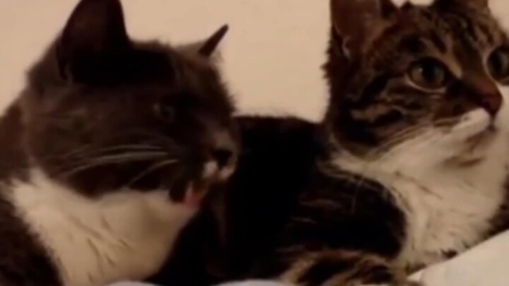 The Cat: Are You Making Trouble Again?