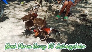 Pinaglaban natin ang dalawang manok natin.       2YO na ang Henny at 6 months ang asilcross natin.