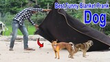 Wow !! Best Funny Prank Blanket Prank on Dog Very Funny Try to stop laugh