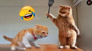 Funny Animal Videos 2024 😅 - Funniest Dogs and Cats Videos 😁 Part 954