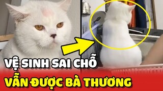 Chú mèo thích đi VỆ SINH trong BỒN RỬA CHÉN nhưng bà vẫn THƯƠNG YÊU 😂 | Yêu Lu