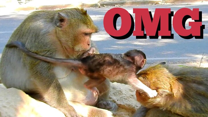 OMG Baby Monkey Thona Touch Wrong To Her Mom, Baby Monkey Nearly Drop On Ground, Baby03