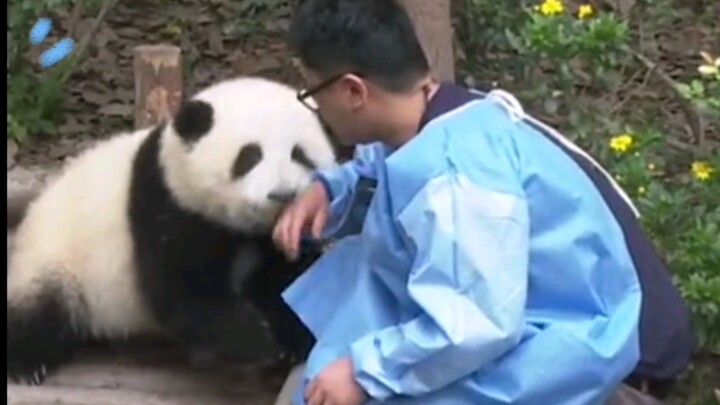The Clingy Panda He Hua Is More than 20kg Now!