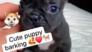 cute puppies