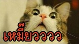 รวมคลิปแมวฮาๆ | พากย์ไทย [18+]