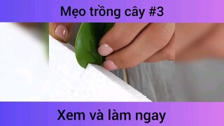 Mẹo trồng cây p3