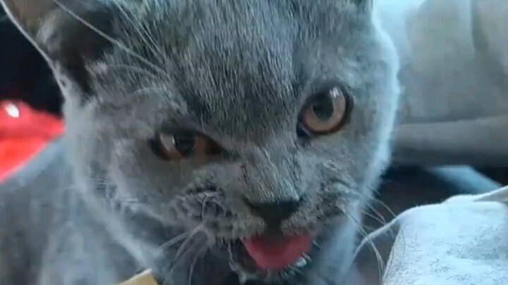 Saya tidak menyangka kucing juga bisa mabuk darat.