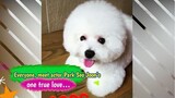 Meet  Park Seo Joon‘s One True Love…Simba