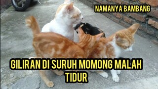 Aneh Kucing Jantan Ini Suka Momong Kucing Baru Yang Di Rescue Dari Jalanan Supaya Betah..!