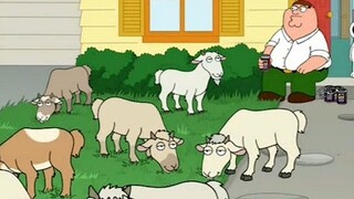 Family Guy: Untuk menghemat sepuluh dolar dalam memotong rumput, Pete membeli sejumlah besar domba u