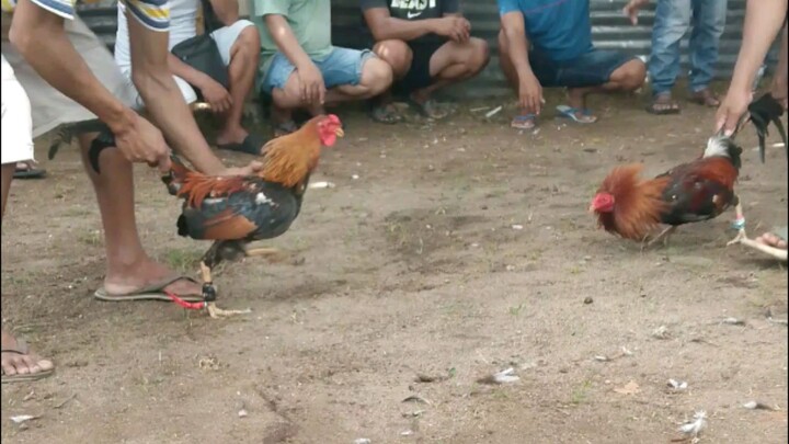 winner kalaban, naka tsamba sa fiesta(fastest kill)