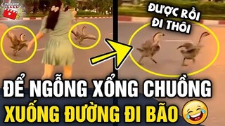 Tin 3 Phút Hài | Tổng hợp tình huống 'HÀI ĐỘNG VẬT' không cười không lấy tiền P36