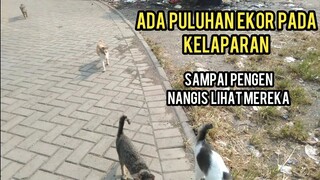 Segerombolan Kucing Liar Kelaparan Minta Makan Sampai Ngantri | Nangis Melihat Keadaan Mereka.!