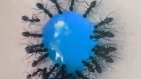 Ant drinks sugar water (butt turns blue)