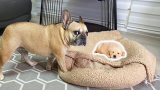 French Bulldog ตกใจโดยลูกสุนัขครอบครองเตียงของเธอ ** FUNNY PRANK