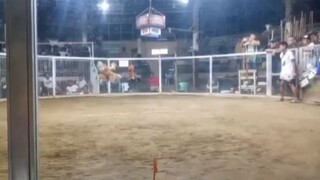 7Stags Derby 8M Guarantee. 3rd fight DomKelso isang palo lang ng kalaban kili2x na, Good lose.