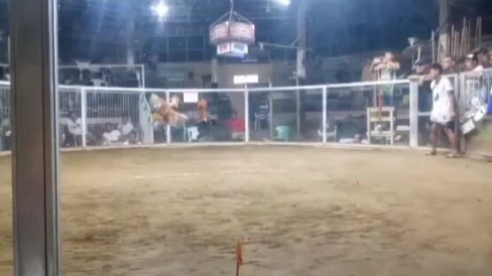 7Stags Derby 8M Guarantee. 3rd fight DomKelso isang palo lang ng kalaban kili2x na, Good lose.