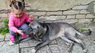 CUTE KID Meets Friendly Dog - Toddler Lile ต้องการเล่นกับ Dog