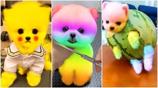 Funny and Cute Dog Pomeranian 😍🐶| Funny Puppy Videos #182
