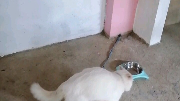 CHAKOY and bruno
