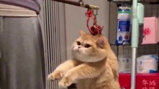 [Video mèo tổng hợp] Hoàng thượng có thể béo đến đâu?