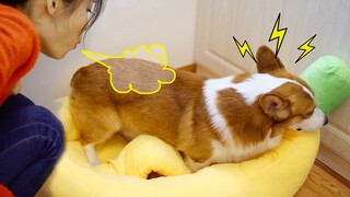 Động vật|Thổi vào tai của Corgi.