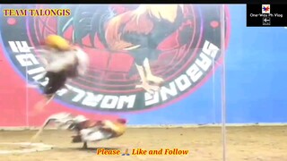 Sabong Part-59 Pyle Vs Gold