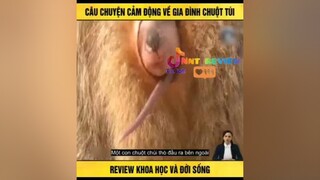 Câu chuyện cảm động của gia đình chuột túi 🐁🐁mereviewphim reviewphimhay foryou nntreview2