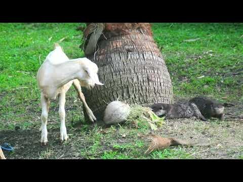 Curious otter pups discover goats on our property. #otters #goats