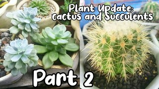 Plant Update Part 2: Cactus and Succulents《Plant vlog》Philippines