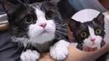 [Hewan]Kucing Seimut Apa Pun Begitu Terkena Air Akan Jadi Kucing Bodoh