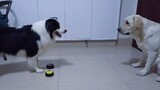 Cuộc thi trí tuệ của Collie và Labrador, một video để đánh giá