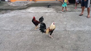 Mitra VS Red Rooster - Test Fight para sa Dec. 16, 2022