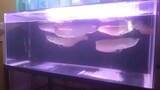 baby ikan arwana silver