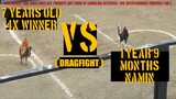 FIGHT#7.2 YELLOW LEGGED HATCH (L) | SABONG TALKS TV