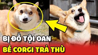 Thanh niên CORGI thù dai quyết tâm TRẢ THÙ bạn nhân viên phục vụ 😂 | Yêu Lu