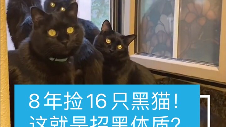 การเป็นเจ้าหน้าที่พลั่วอึมีร่างกาย "ดำ" หรือเปล่า? พี่สาวคู่นี้เก็บแมวดำได้ 16 ตัวใน 8 ปี!