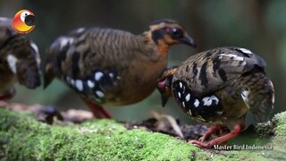 Burung Puyuh yang Kini Jadi Primadona