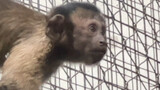 [Động vật][Vlog]Những khoảnh khắc vui vẻ trong sở thú