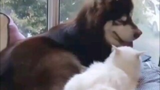 【二哈和他的白猫师尊】太真实了，看了好几遍！！这是狗子和师尊的绝美爱情啊。
