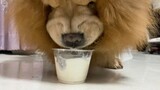 [Animal] [Dog] Chow Chow | Eating Yogurt