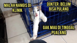 Anak Kucing Ini Menangis Di Klinik Gak Mau Di Tinggal Takut Kehilangan Yang Menolongnya..!