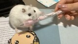 [Hewan] [Hamster] Bermain-main dengan Pena
